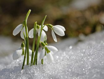 Něžně bílí poslové jara – sněženky